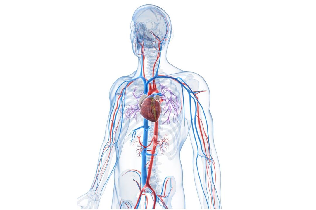 système cardiovasculaire sain après avoir pris Blutforde